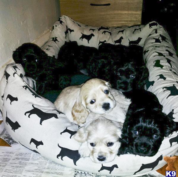 american cocker spaniel puppies 