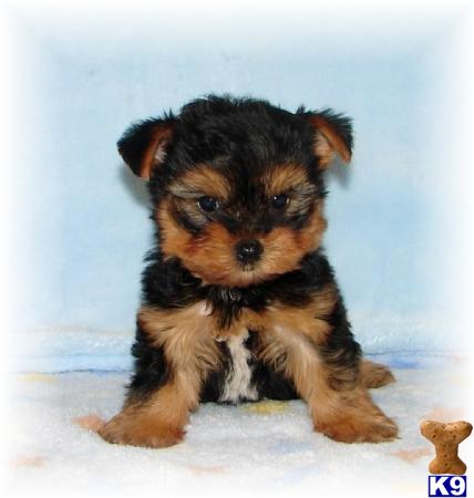 yorkie dogs prices document moved yorkie dogs prices document moved