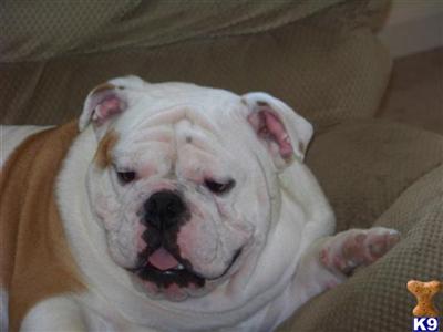 ROSCOE