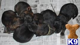 Import German Shepherd Litter, World Class Bloodlines