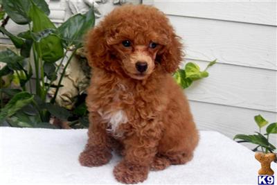 Beautiful Red Toy Poodle