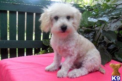 Tiny Maltipoo Boy