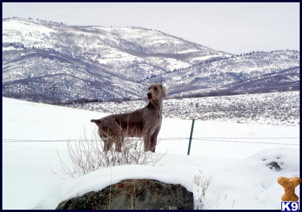 Beautiful Long haired Weimaraner pups Ready NOW