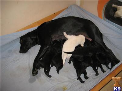 black lab puppies females