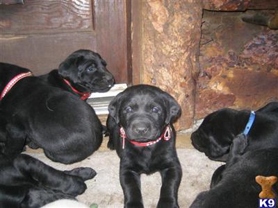 black lab puppies   females