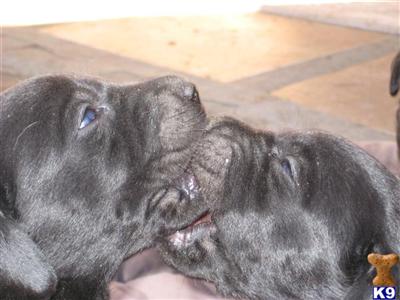 Lab puppies males