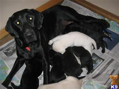 black lab puppies males