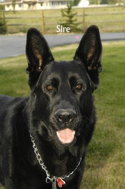 Duke Pure Black GSD Pure European Blood Line Troll