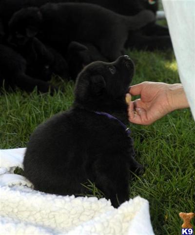Pure Black Pure European Working Bloodlines  Deposits taken on 2011 litter