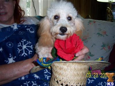 Tiny Toy CKC MALE APRICOT POODLE 