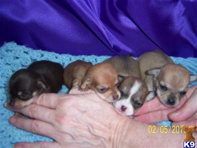 LITTLE BUNDLES OF JOY