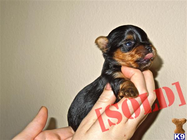 AKC YORKIES by Blessed Yorkies - Bloodline Champions of AKC Yorkshire Terriers in Florida 