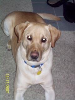 Colby Cheez