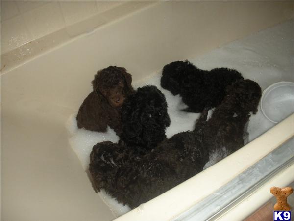 akc BLACK STANDARDS Male