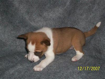 Basenji Pups for Sale