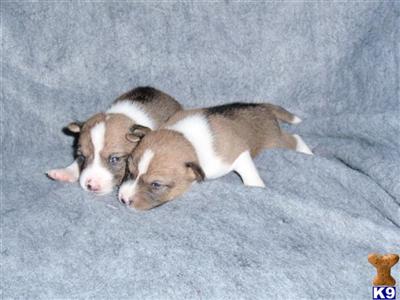 KatyTexasBasenjis