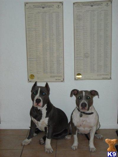UKC Double Purple Ribbon Blue PIt Bull Puppies