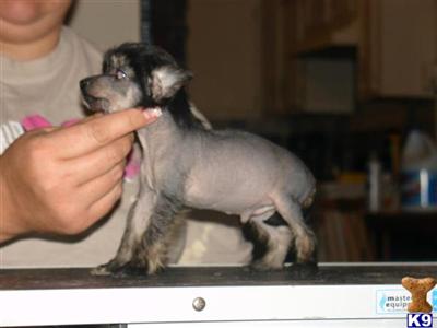 AKC CHampion Sired Chinese Cresteds