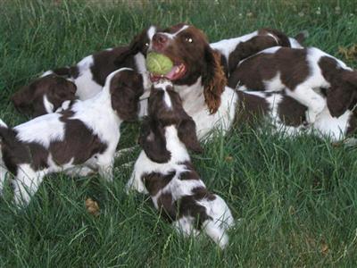 Field Bred English Springer Spaniel Puppies