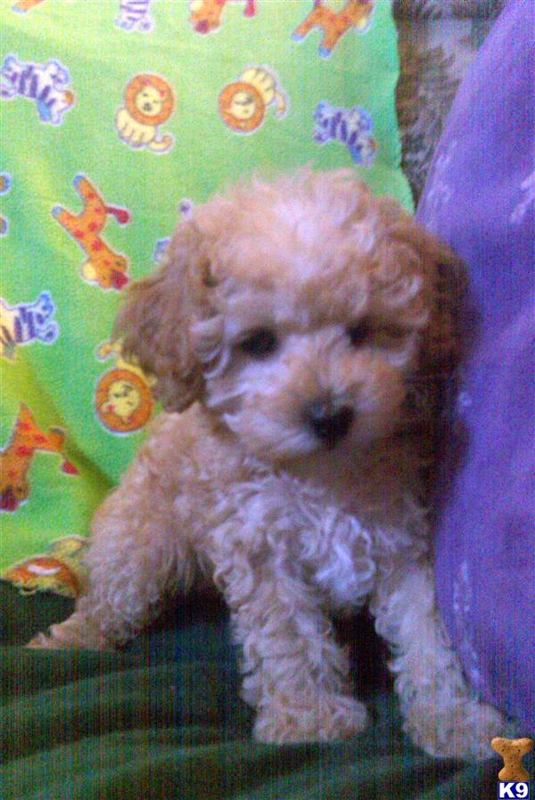 Teacup Poodles Apricot Females