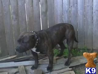 PIT BULL PUPPIES FOR SALE