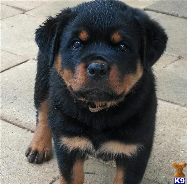 rottweiler puppies for sale in tx document moved rottweiler puppies for sale in tx document moved