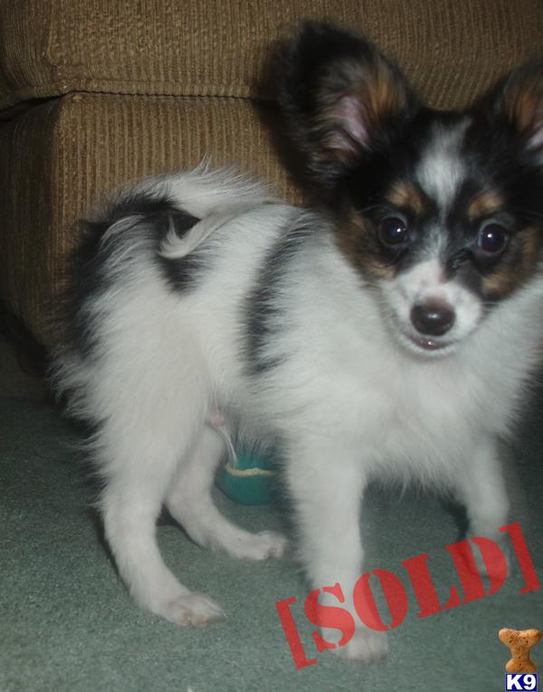 AKC Papillon Puppies Great Pedigree