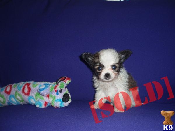 AKC Papillon Teacup Male