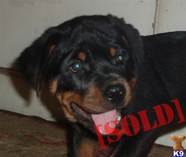 AKC German Rottweiler M Dexter World Class Champion Bloodlines