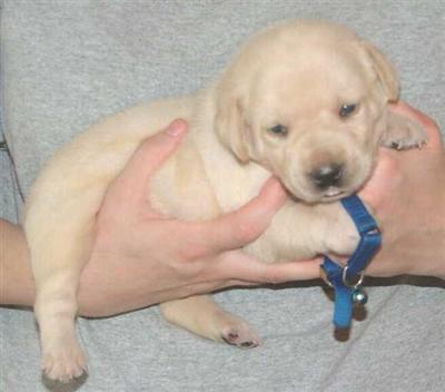 AKC yellow lab puppies Sandylands/Mandigo bloodline