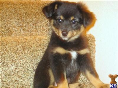 Championship bloodlines in Show and Agility