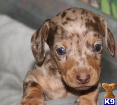 mini doxie babies
