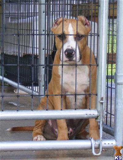 RAZOREDGE OUT CROSS MALE 