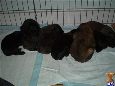 BOUVIER LITTER