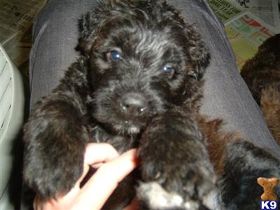 BOUVIER LITTER