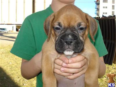 AKC Boxer Puppies Going Fast