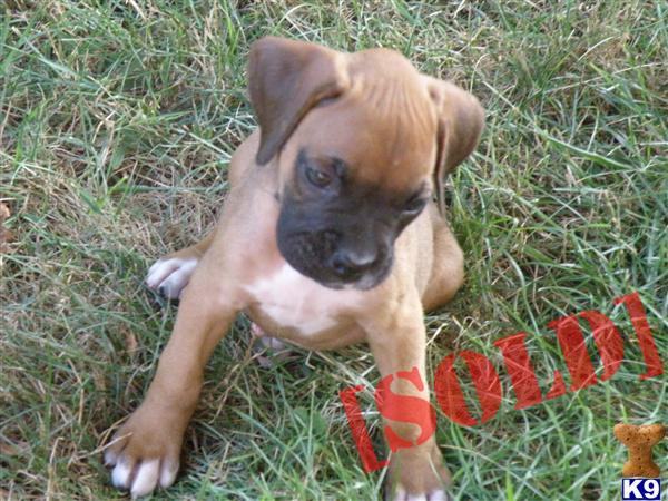 AKC Reg. Boxer Pups