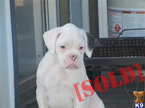 AKC Boxer White Male