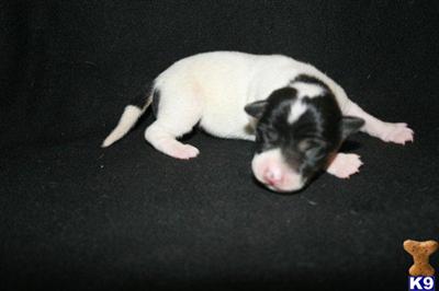 Decker Rat Terrier - California