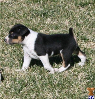 Decker Rat Terrier pups