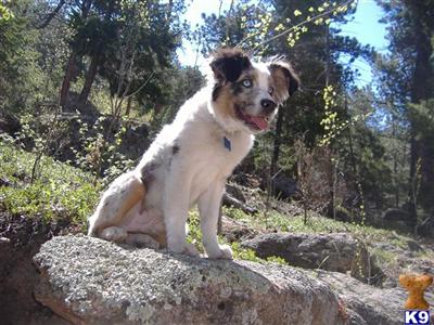 Vedder Max