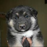 GERMAN SHEPHERD/ SIBERIAN HUSKY MIX PUPPIES