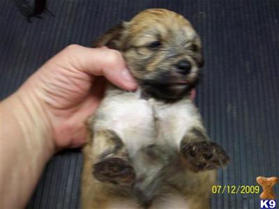 Havanese Puppies  2 many Girls Sale   Ohio