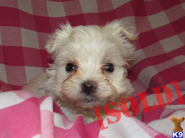 SWEET MALTESE KARA F