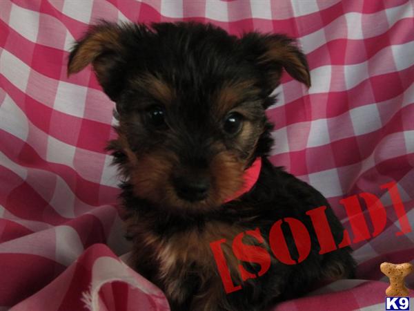 ATTRACTIVE YORKSHIRE TERRIER VILLA F