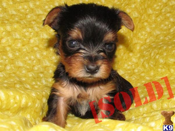 ATTRACTIVE YORKSHIRE TERRIER ANGEL F
