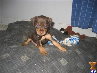 Akc Min Pin