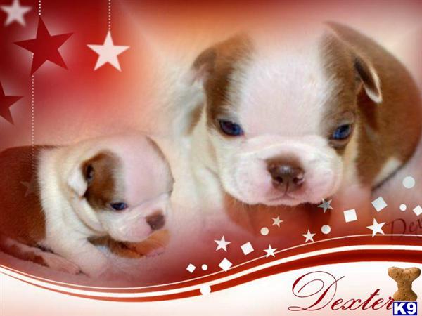 AKC BOSTON TERRIER Red/WhiteRARE Champagne Factored