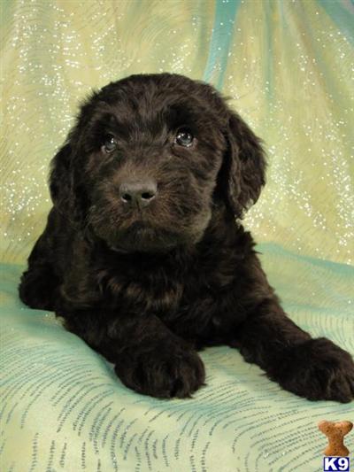 Female Giant Schnoodle Puppy