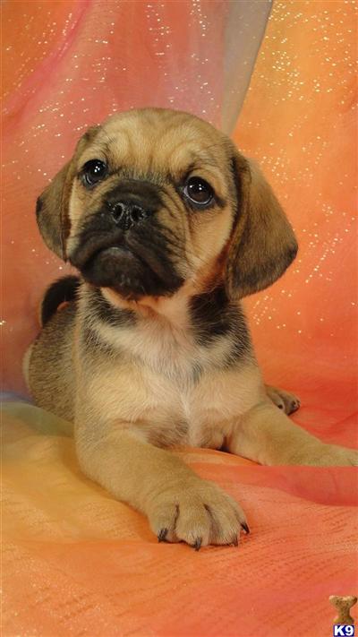 Female Puggle Puppy